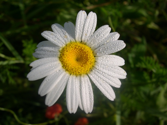 Cota cfr.altissima